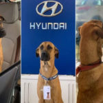 Dog-as-Car-Salesman