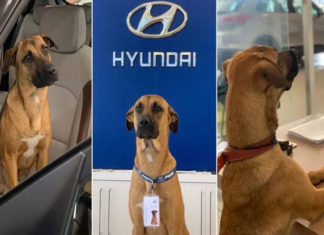 Dog-as-Car-Salesman