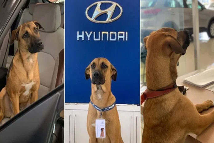 Dog-as-Car-Salesman